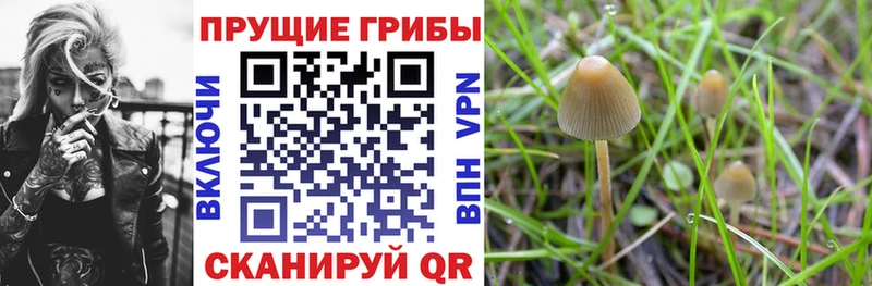 наркошоп  Чекалин  Галлюциногенные грибы мицелий 